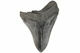 Fossil Megalodon Tooth - South Carolina #199176-1